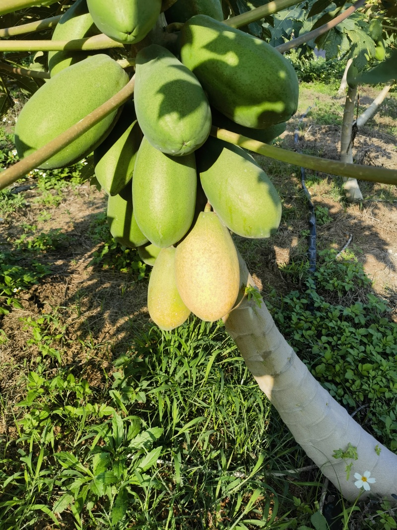 大青水果木瓜