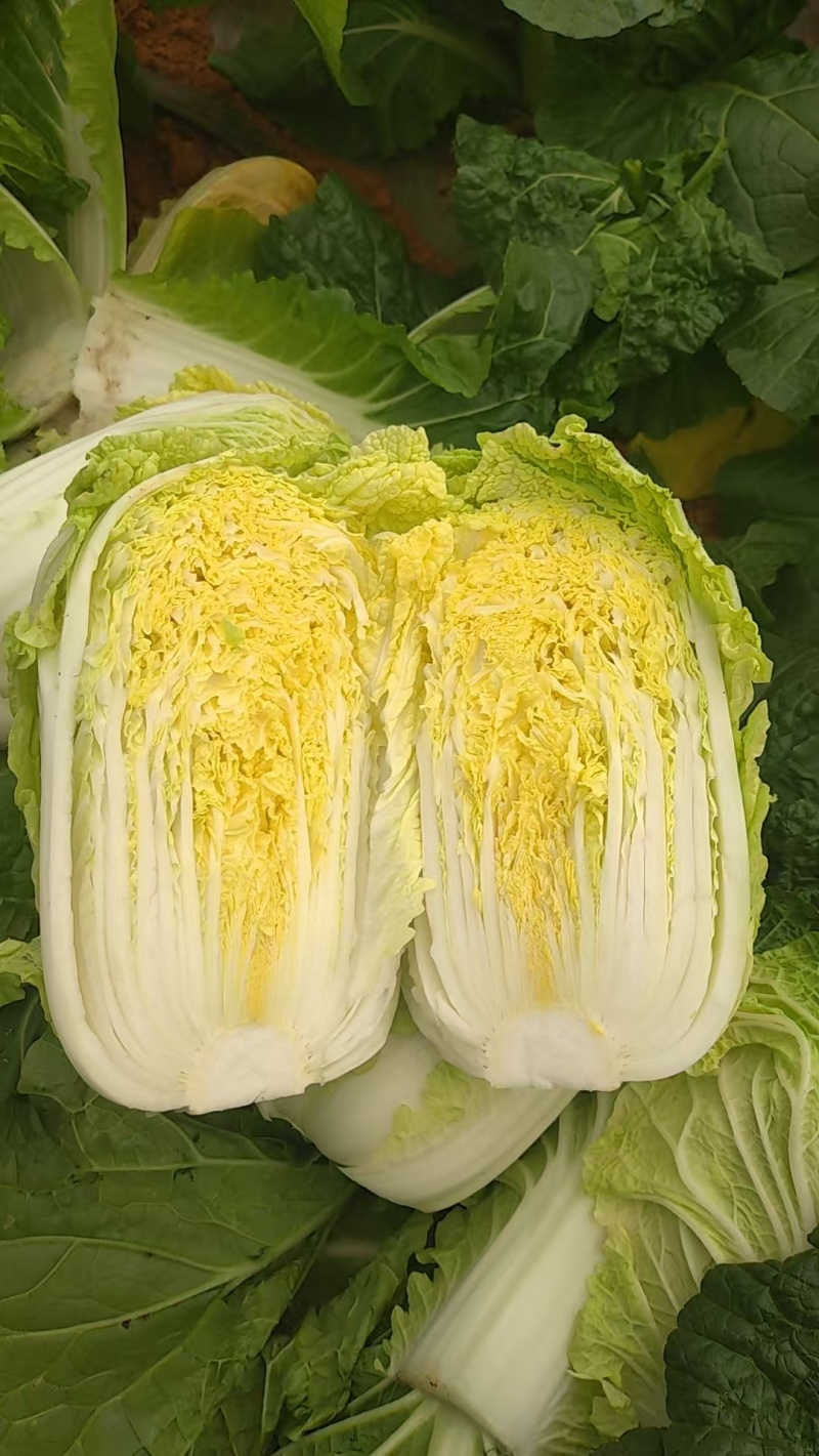 精品娃娃菜