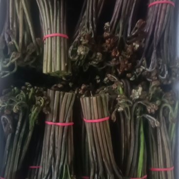 蕨菜