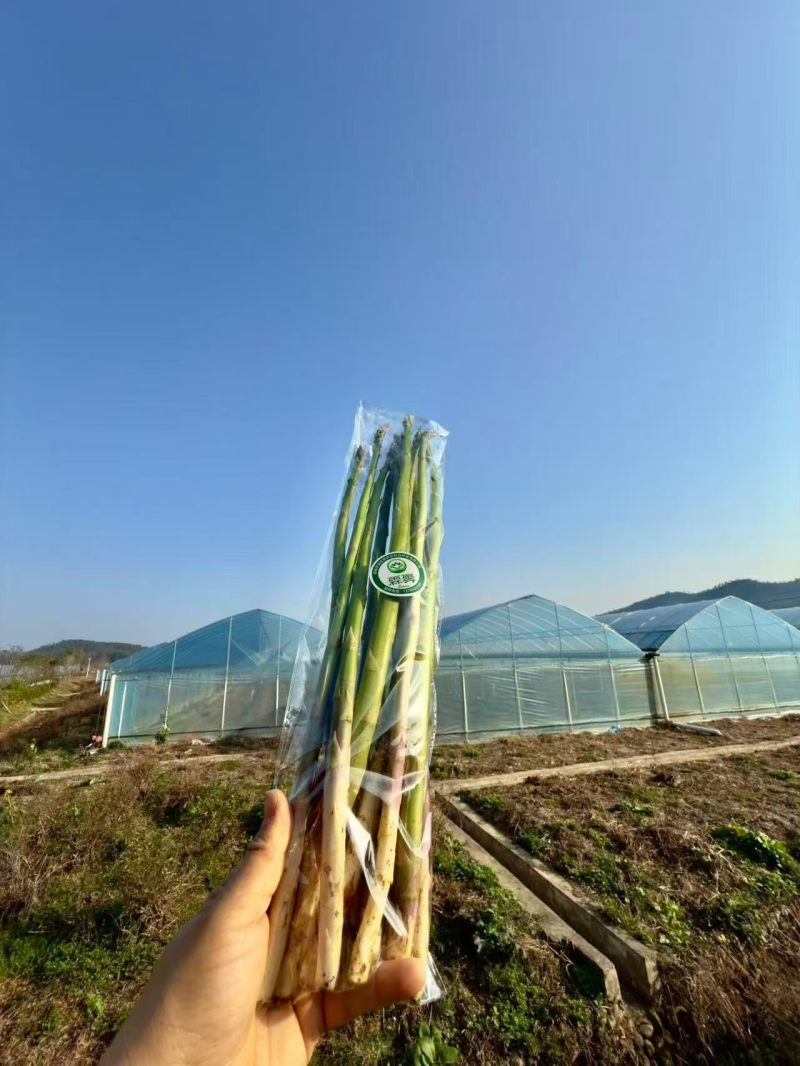 湘北地区**的有机芦笋基地