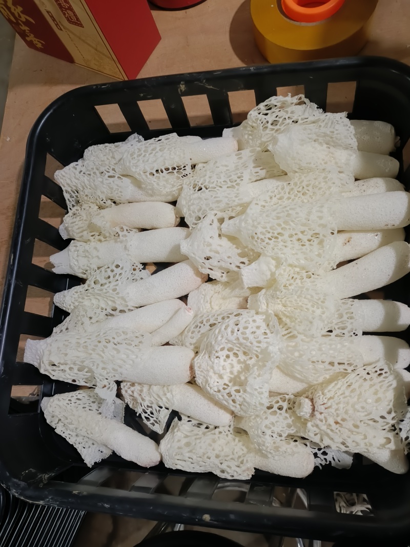 红托竹荪