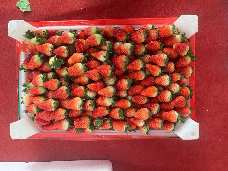 精品，通货，精品小果