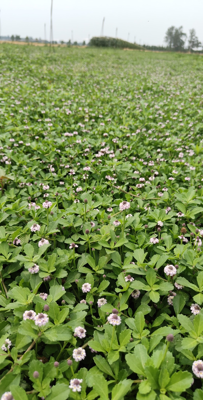姬岩垂草，开花免修剪型草坪，花期长达9个月