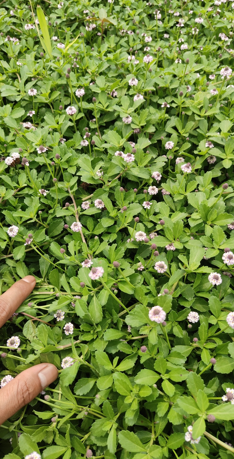 姬岩垂草，开花免修剪型草坪，花期长达9个月