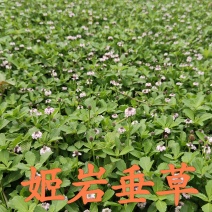 姬岩垂草，开花免修剪型草坪，花期长达9个月