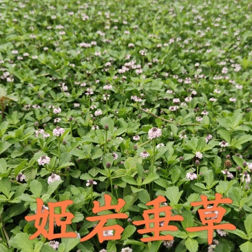 姬岩垂草，开花免修剪型草坪，花期长达9个月