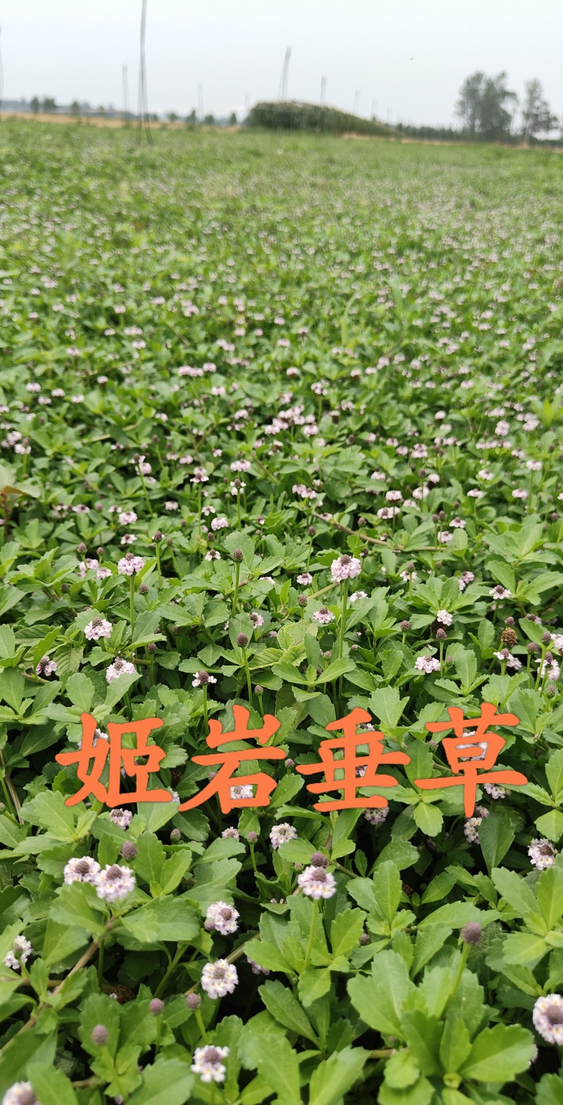 姬岩垂草，开花免修剪型草坪，花期长达9个月