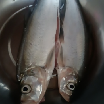 白鱼