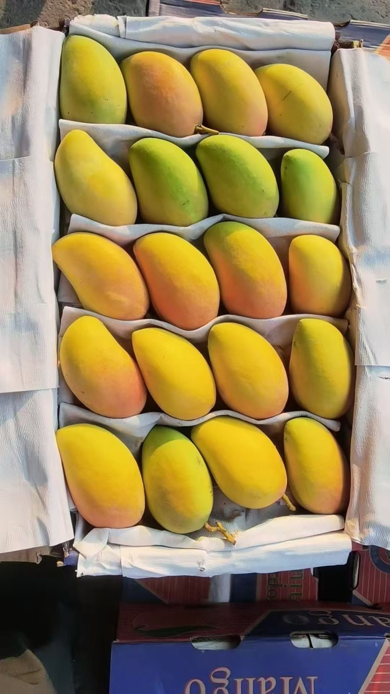 大小台芒