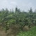 山东阳信鸭梨