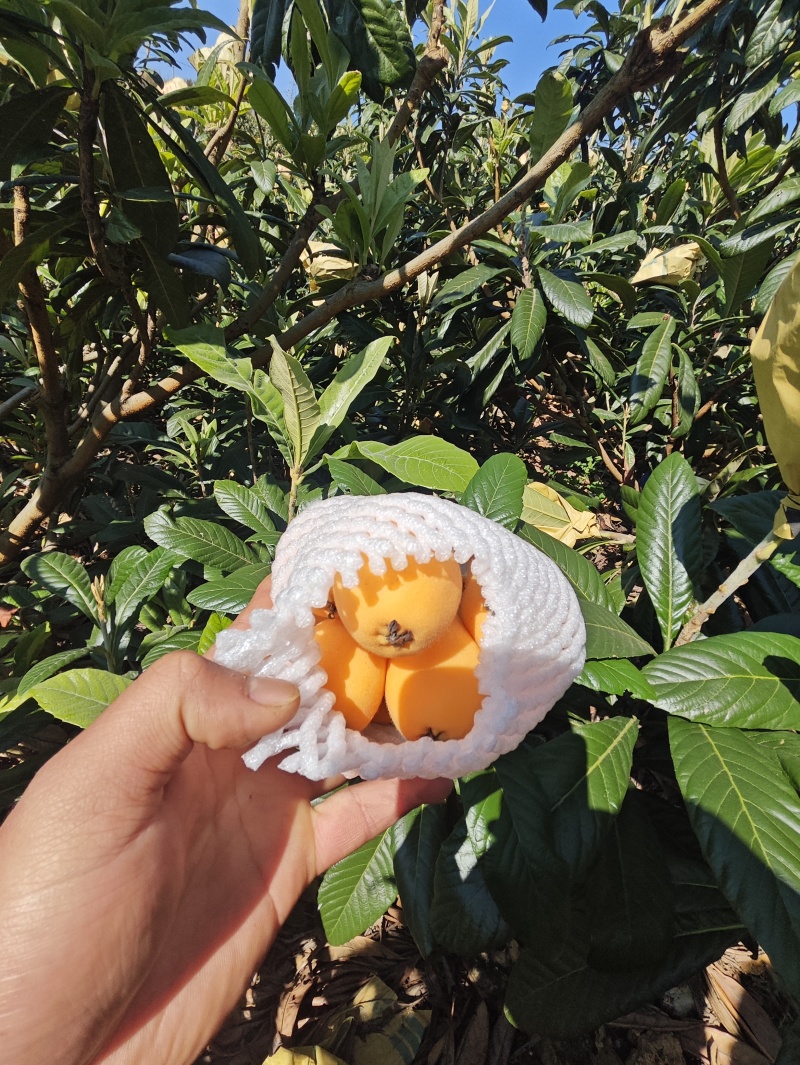 蒙自枇杷