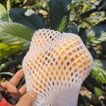 蒙自枇杷