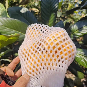 蒙自枇杷