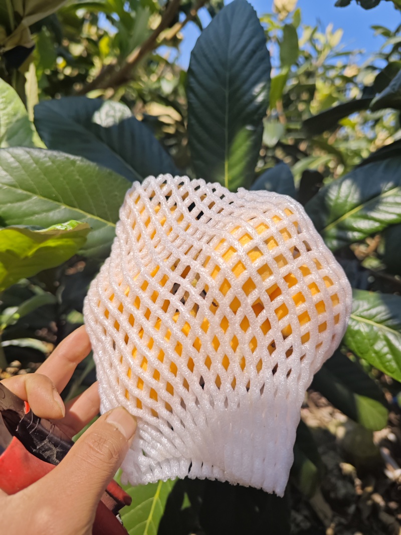 蒙自枇杷