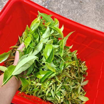 乌龙茶凤凰单丛白叶海拔700成品毛茶有800-1200斤