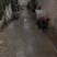散养跑山鸡