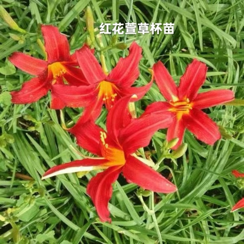 宿根耐寒绿化花卉