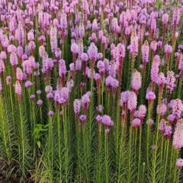宿根耐寒绿化花卉