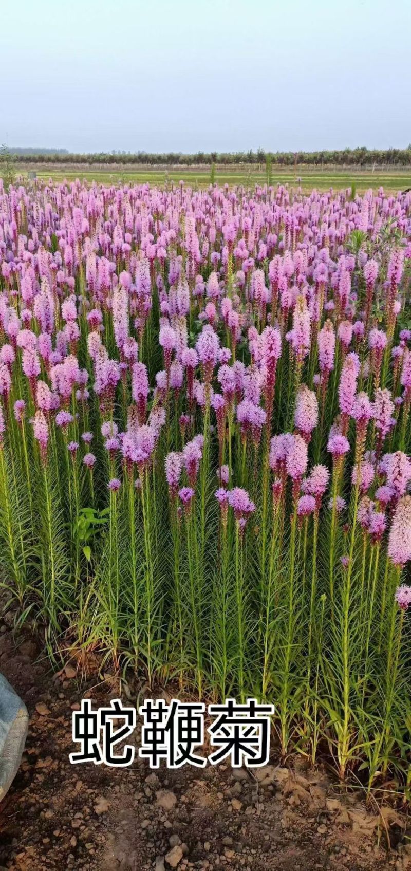 宿根耐寒绿化花卉