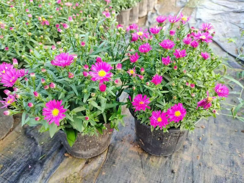 宿根耐寒绿化花卉