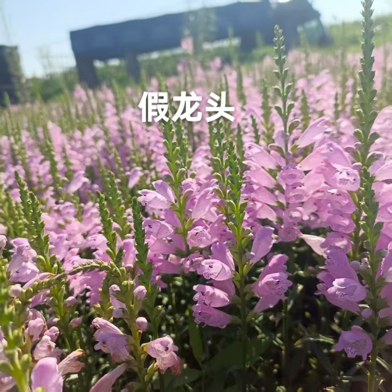宿根耐寒绿化花卉