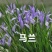 宿根耐寒绿化花卉