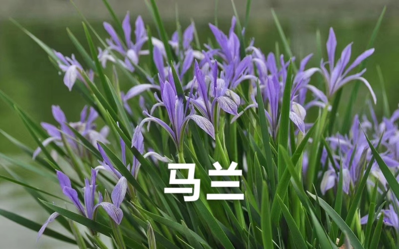 宿根耐寒绿化花卉