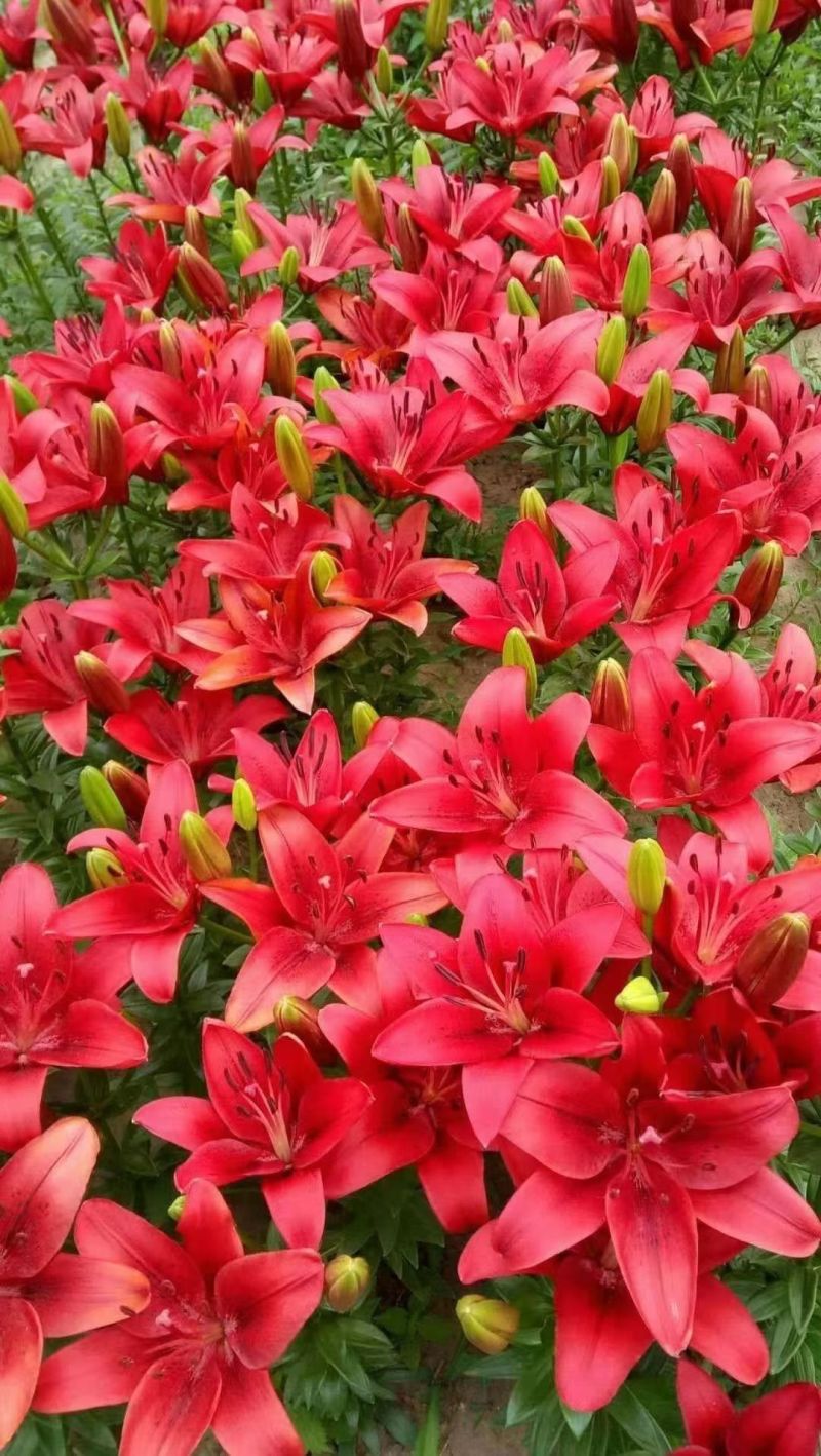 宿根耐寒绿化花卉