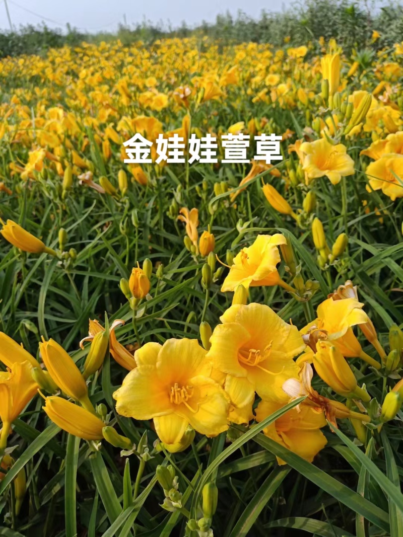 宿根耐寒绿化花卉