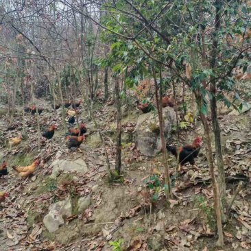 正宗跑山鸡，非诚勿扰