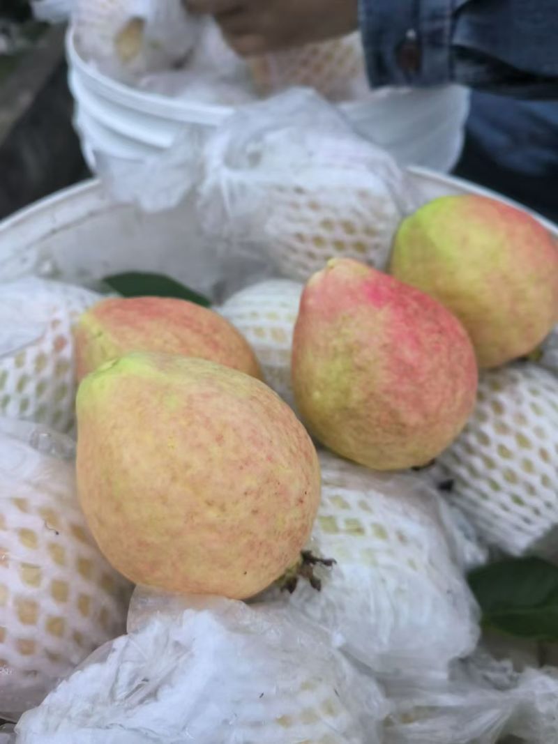 胭脂红，番石榴，红心芭乐