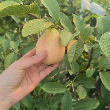 胭脂红，番石榴，红心芭乐