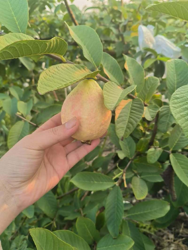 胭脂红，番石榴，红心芭乐