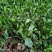 陕西澄城立杆菠菜