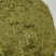 高山绿茶