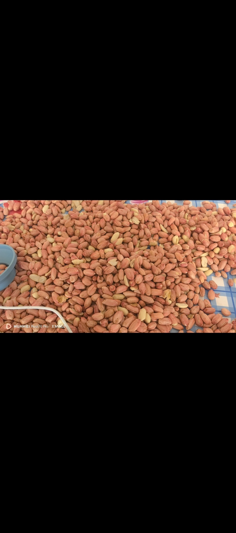 大量出售9616花生通货米