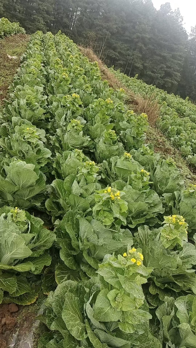 白菜苔