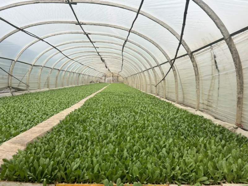 油麦菜苗四季油麦菜秧苗基地直供现拔现发