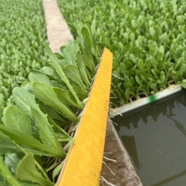 油麦菜苗四季油麦菜秧苗基地直供现拔现发
