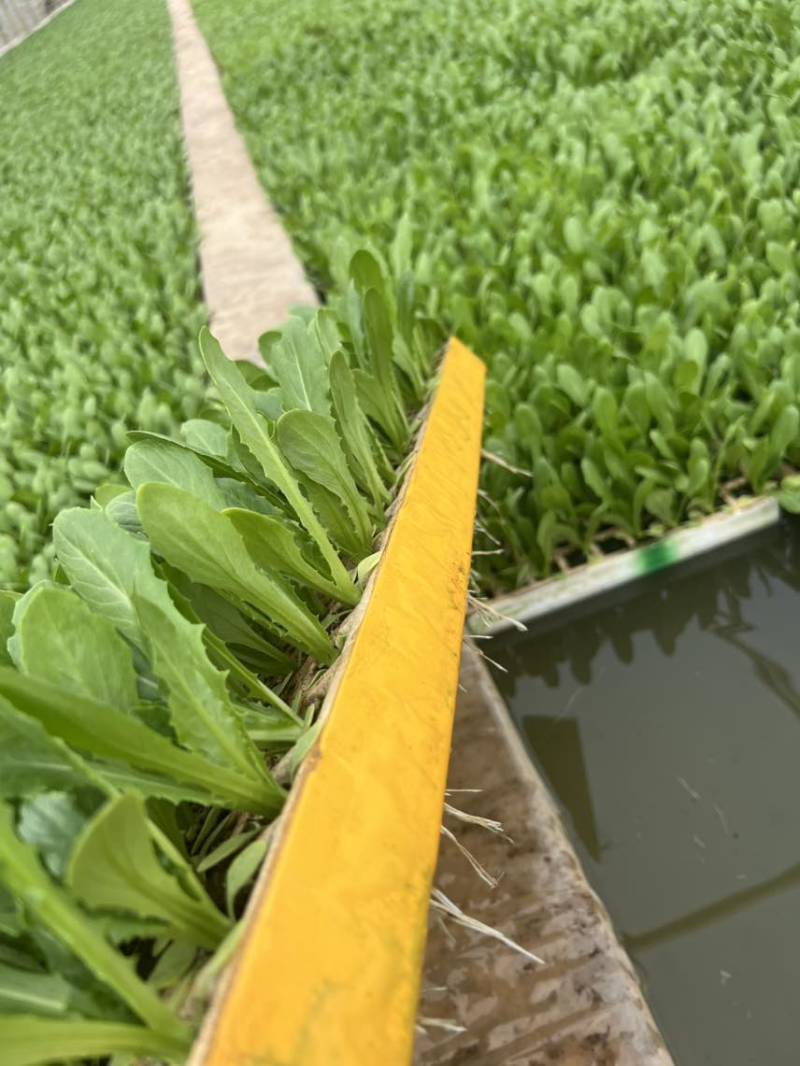 油麦菜苗四季油麦菜秧苗基地直供现拔现发