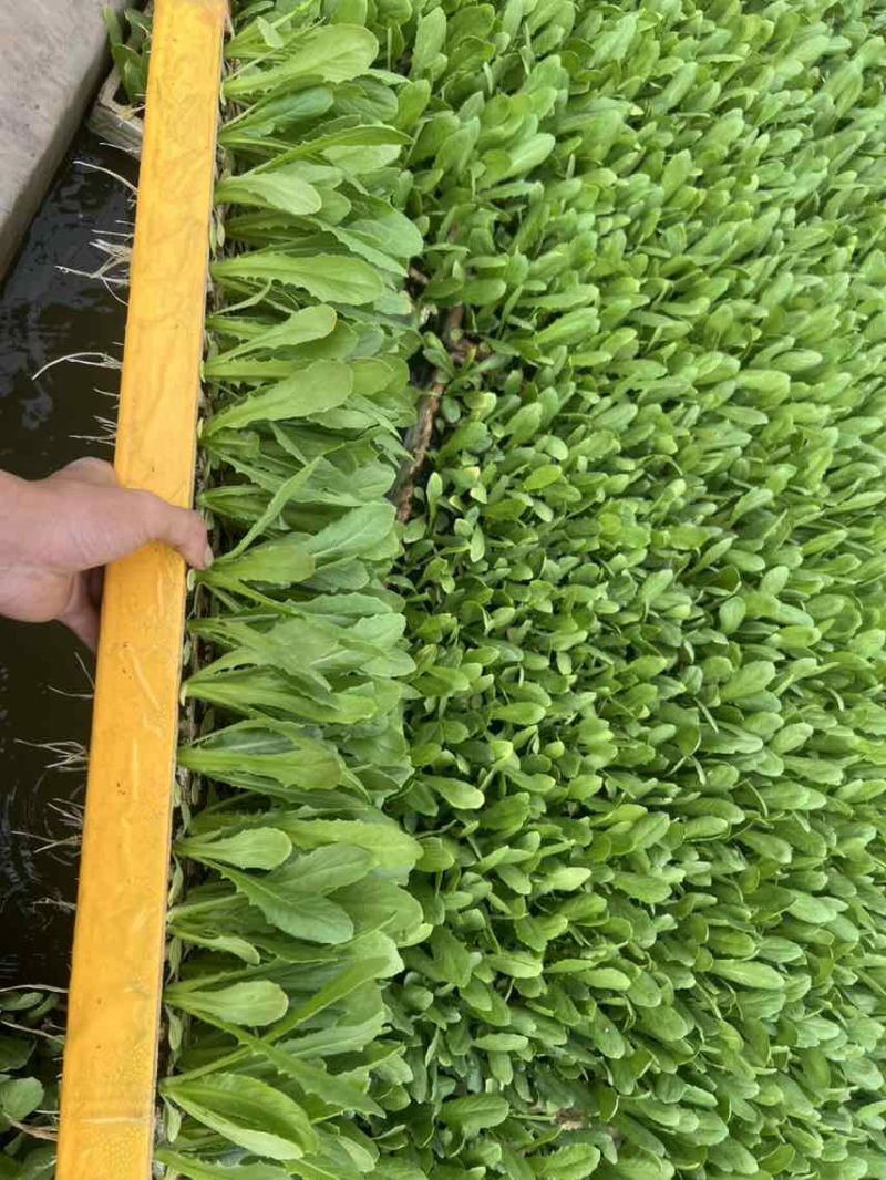 油麦菜苗四季油麦菜秧苗基地直供现拔现发