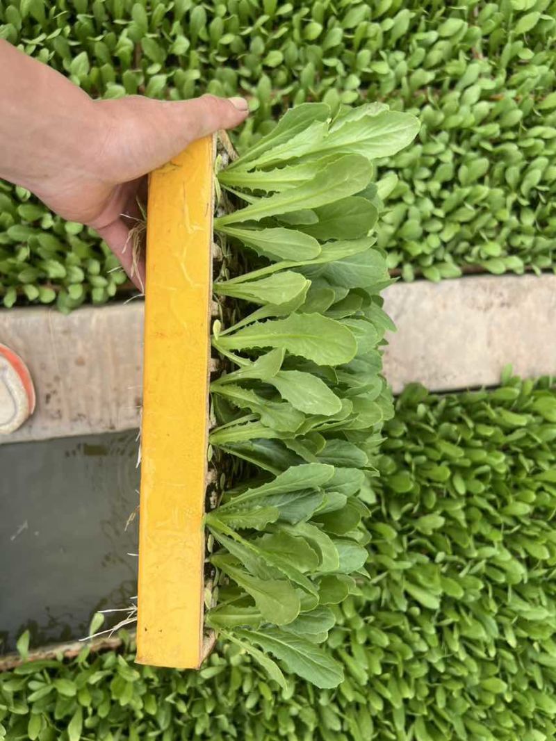 油麦菜苗四季油麦菜秧苗基地直供现拔现发
