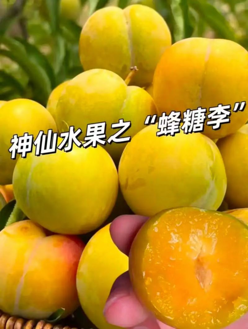 贵州蜂糖李