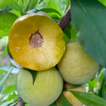 贵州蜂糖李