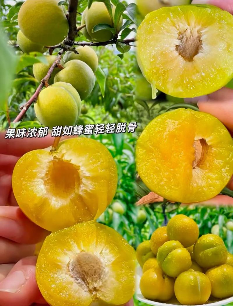 贵州蜂糖李
