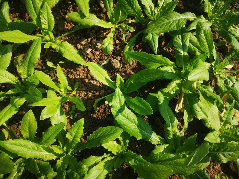 各种生态蔬菜