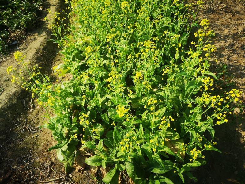 各种生态蔬菜