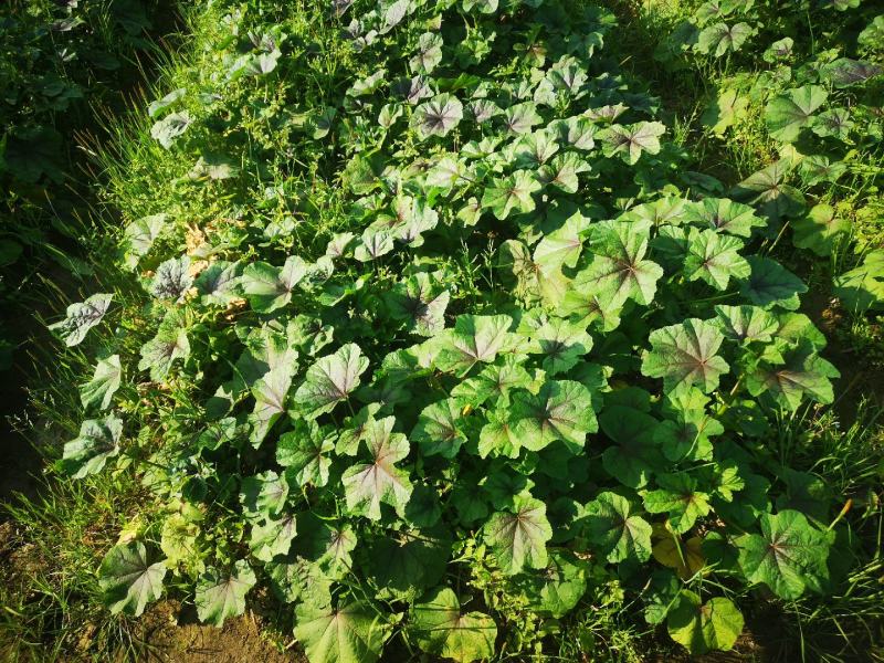 各种生态蔬菜