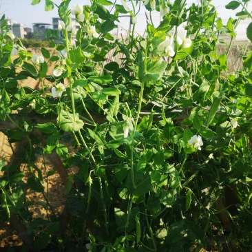 各种生态蔬菜