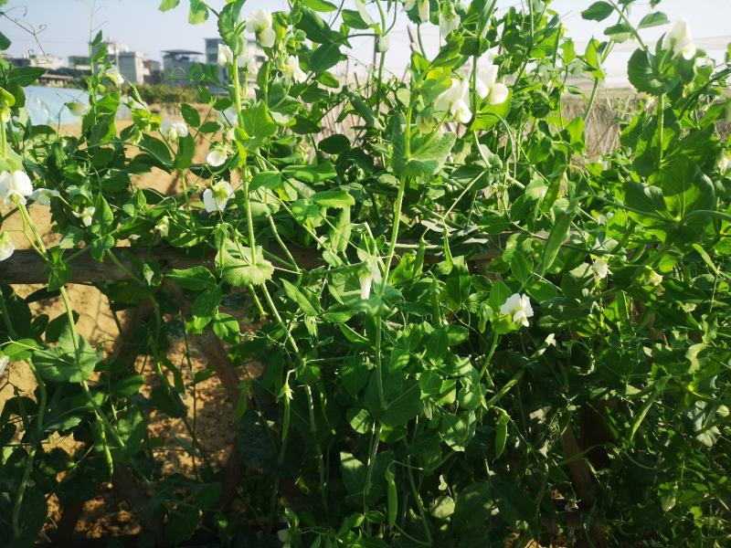 各种生态蔬菜